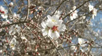 Gaziantep'te Yalancı Bahar