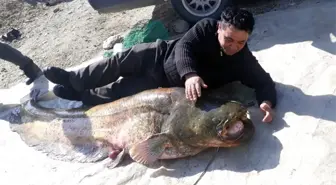 Manisa'da 100 Kilogramlık Yayın Balığı Yakalandı