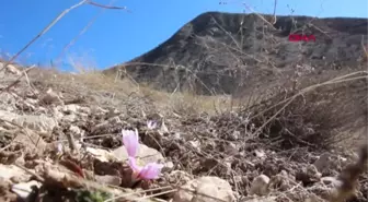 Erzurum Oltu'da Kar Çiçekleri Açtı