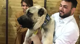 Kangal Köpeklerinin Güneydoğulu Rakibi Kurtboğan, Fuarın Gözdesi Oldu