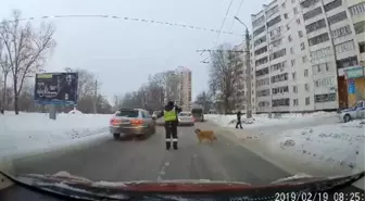 Karşıya Geçemeyen Köpek İçin Trafiği Durdurdu
