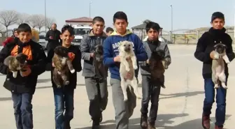 Sokaktaki Yavru Köpeklere Öğrenciler ve Öğretmenler Sahip Çıktı