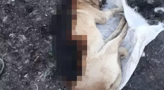 Konya'da Çuval İçerisinde Yakılmış Köpek Ölüsü Bulundu