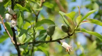 Yılın İlk Çağla Hasadı Silifke'de Yapıldı