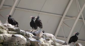 Kelaynaklardan 'Rekor Yavru' Beklentisi