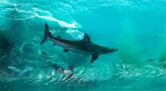 Dalgaların İçerisinde Yakalanan 2 Köpek Balığının Ürkütücü Fotoğrafı
