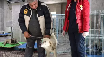 Yaralı Köpekler Tedavi Altına Alındı