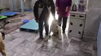 Yaralı Köpekler Tedavi Altına Alındı - Gaziantep