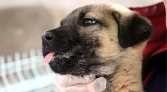 Yaralı Köpeklere Sahip Çıktılar