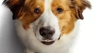 A Dog's Journey Filmi