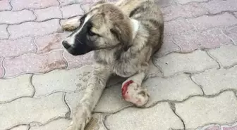 Aracın Çarpıp Kaçtığı Yaralı Köpek Tedavi Edildi