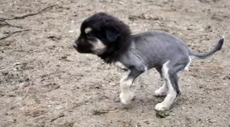 Aslan Görünümlü Köpek Yavrusu