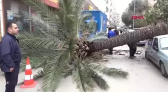 Hatay Fırtınanın Devirdiği Hurma Ağacı 2 Araca Zarar Verdi