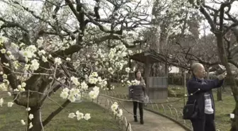 Japonya'da Erik Ağaçlarının Görsel Şöleni