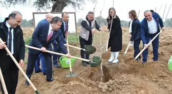 Ödemiş'te İpek Böcekçiliği İçin Dut Fidanı Dikildi