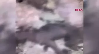 Kırklareli'de Yakılmış Kedi ve Köpek Ölüleri Bulundu