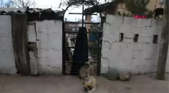 Kırklareli'de Yakılmış Kedi ve Köpek Ölüleri Bulundu