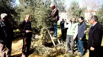 Sarıgöl'de Zeytin Budama Eğitimi