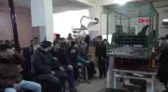 Yalova Süs Tavukları Müzayede ile Satılıyor