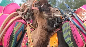 5. Töngüşlü Geleneksel Deve Güreşleri