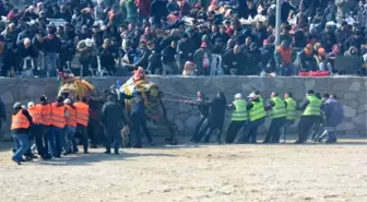 Ayvacık'ta 3'üncü Deve Güreşi Festivali Yapıldı