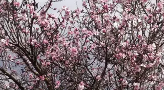 Badem Ağaçları Güneşe Aldandı
