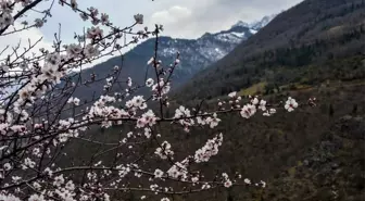 Gümüşhane'de Badem Ağaçları Çiçek Açtı