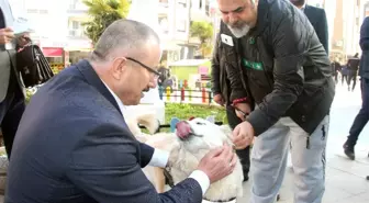 Ak Partili Yılmaz: 'Sokak Hayvanlarını Doğal Yaşam Parkına Kavuşturacağız'