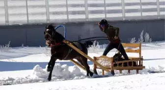 Atların Aşırı Kamçılandığı Kızak Şampiyonasında Diskalifiye Kararı