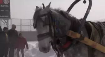 Atlı Kızak Türkiye Şampiyonası Sona Erdi