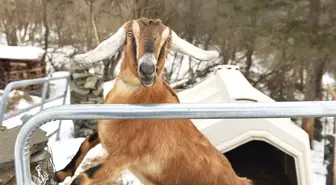 ABD'de Fair Haven Kentinin Yeni Belediye Başkanı Afrika Süt Keçisi Oldu