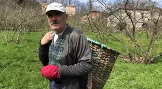 Karadenizli Fındık Üreticisi Bu Seneki Fındık Fiyatlarına Umutla Bakıyor