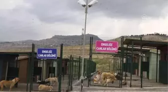 Mardin'de Kurulan Hayvan Hastanesi Açıldı