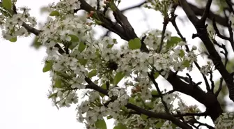 Ağaçların Erken Çiçek Açmasına Bordo Bulamaçlı Önlem