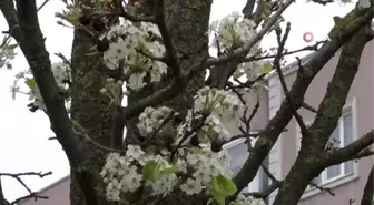 Ağaçların Erken Çiçek Açmasına Bordo Bulamaçlı Önlem