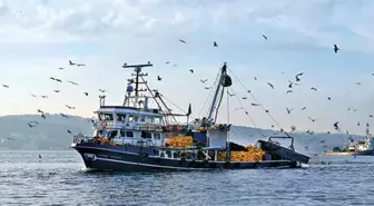 Akdeniz Kıyılarında Zehirli Aslan Balığı Tehlikesi Ortaya Çıktı