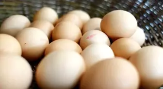 Bilim İnsanları, Yumurta Kabuğunda Enerji Depolamayı Başardılar