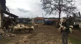 Denetimle Serbestlikle Cezaevinden Çıkıp, Sürü Sahibi Oldular