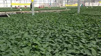 Türkiye Tohumcular Birliği Başkanı Akcan: 'Modern Seralarla Artacak Fide Talebine Hazırız'