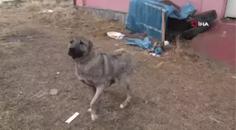 Van'da Sahiplendirilen Hayvanlar Kontrol Altında