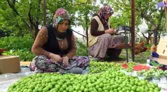 Silifke'de Erik Hasadı Başladı