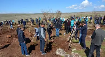 Siverek'te Denetimli Serbestlik Yükümlüleri Fidan Dikti