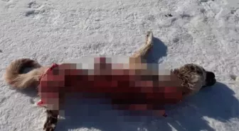 Kurtlar Aynı Mezraya İkinci Kez Saldırdı, Yine Bir Köpeği Telef Etti
