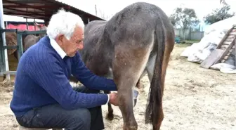 Eşeğin Sütünü de Sütünden Elde Ettiği Sabunları da Satıyor