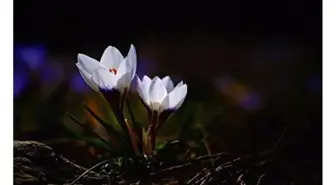 Karları Eriten Güzellik