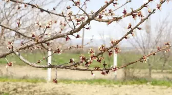 Malatya'da Kayısıyı Don Vurdu