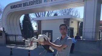 Elektrik Tellerine Çarparak Yaralanan Leylek Tedavi Altına Alındı