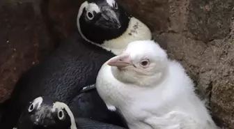 Polonya'da Dünyaya Gelen Albino Penguen İlk Kez Ziyaretçilerle Buluştu