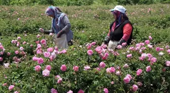 Isparta'nın Altını 'Gülyağı'