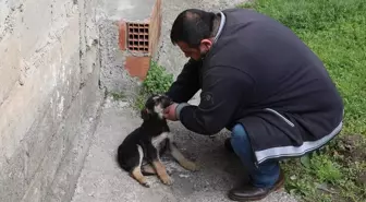 Köpeği Suni Solunumla Hayata Döndürmenin Mutluluğunu Yaşıyor